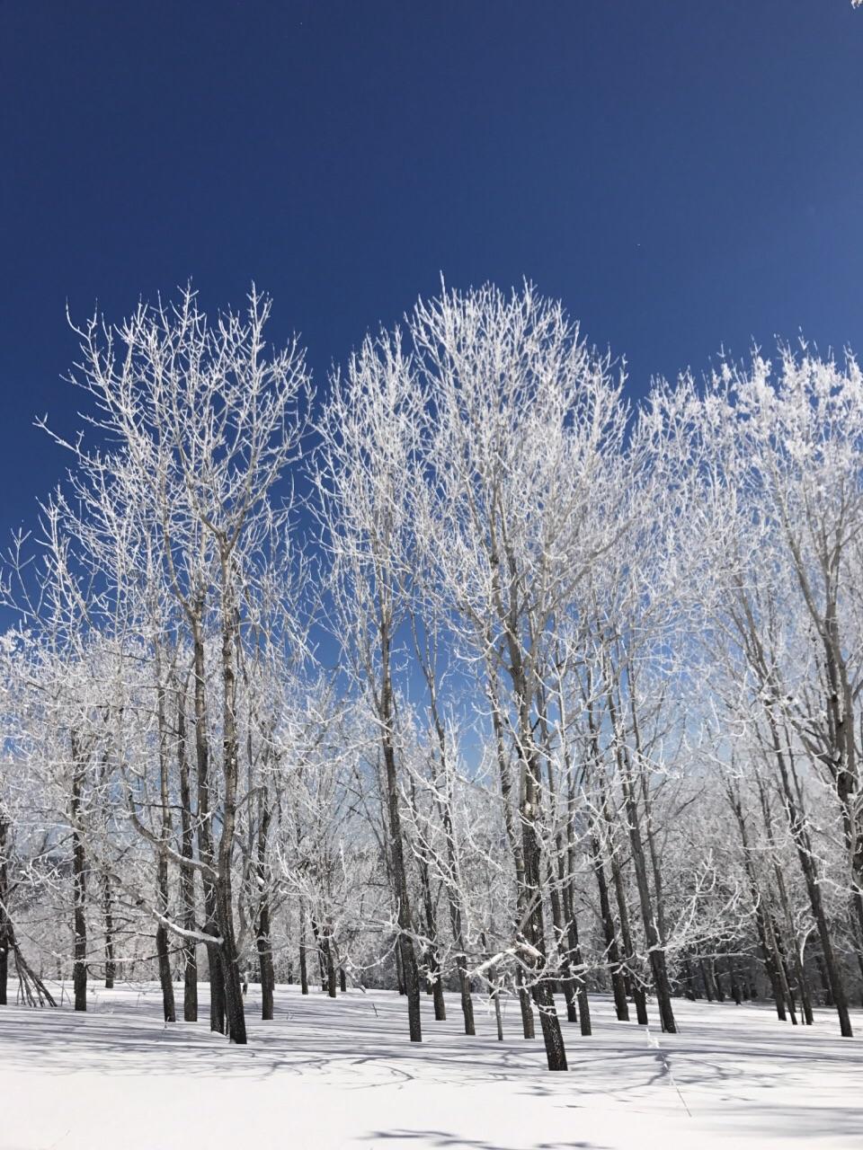 雪乡羊草山