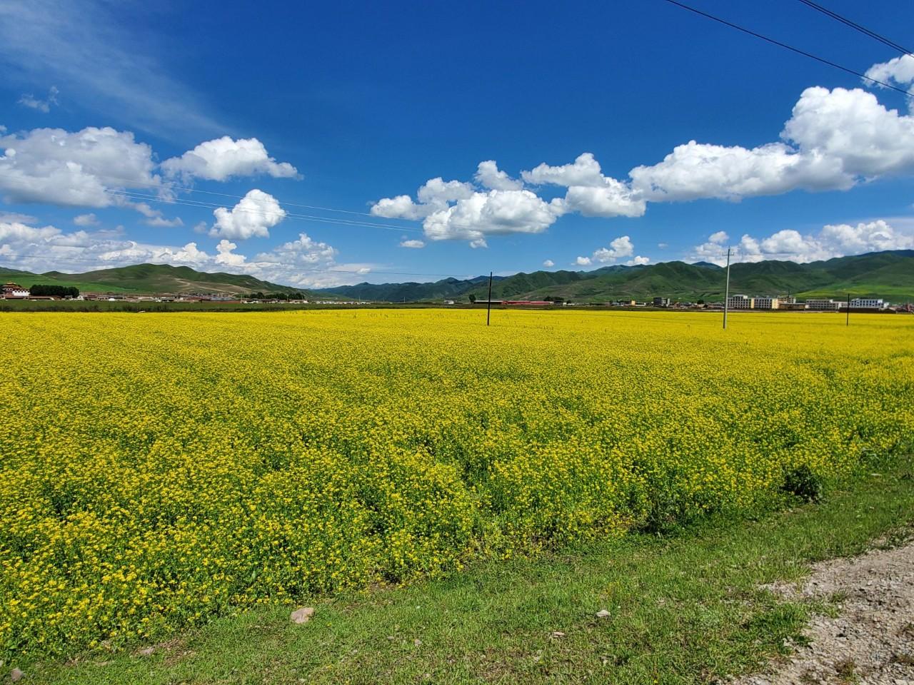 桑科草原