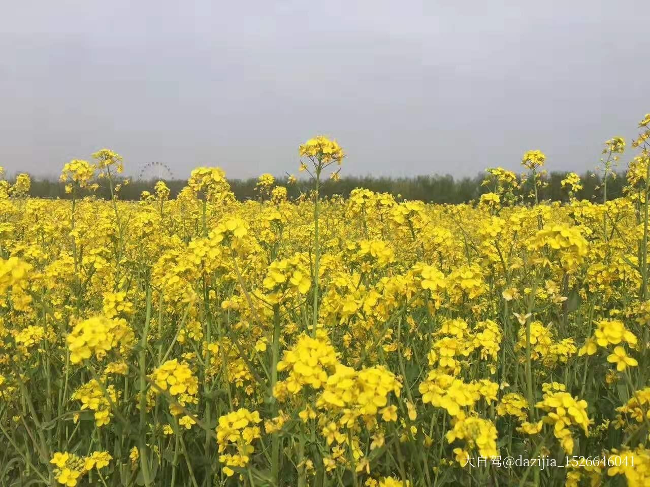 门源百里油菜花海