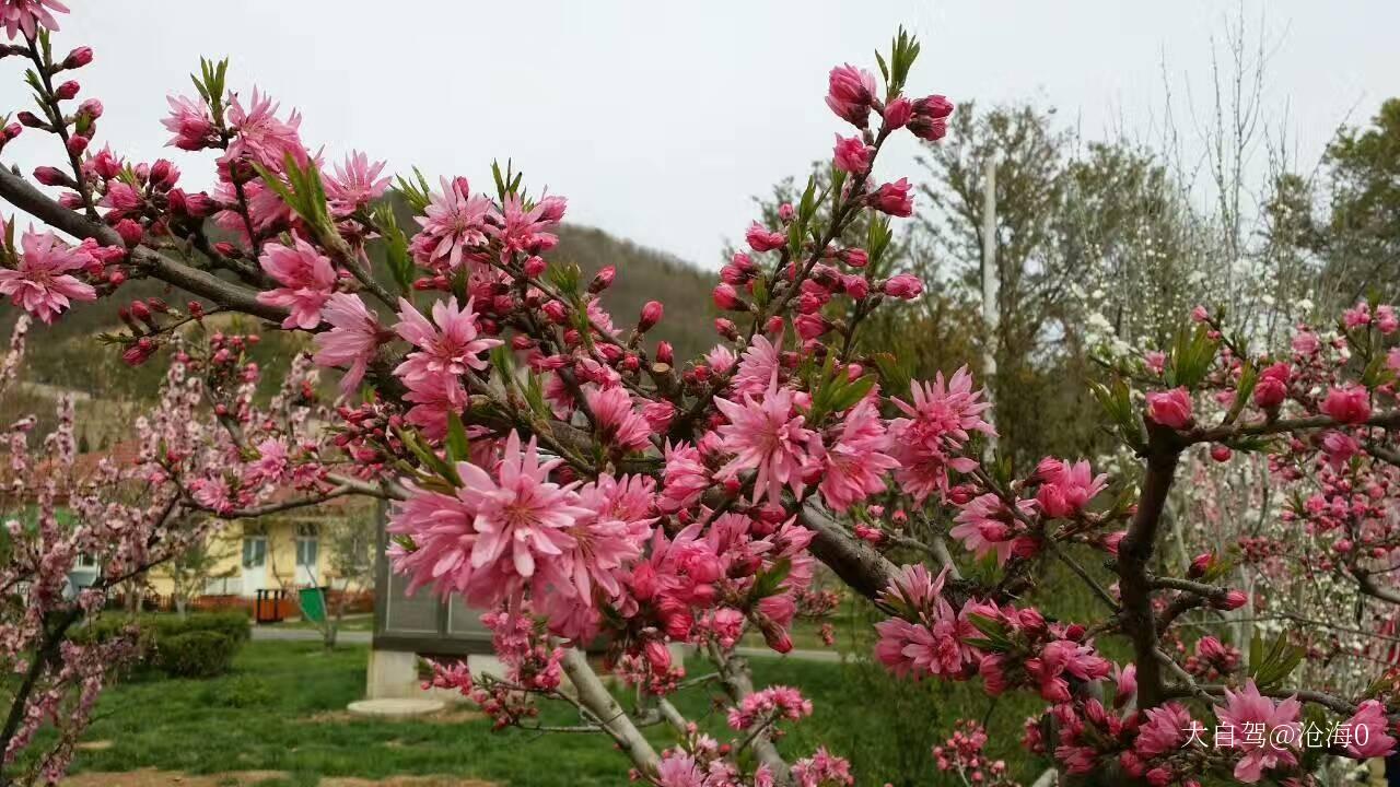 龙王塘樱花园