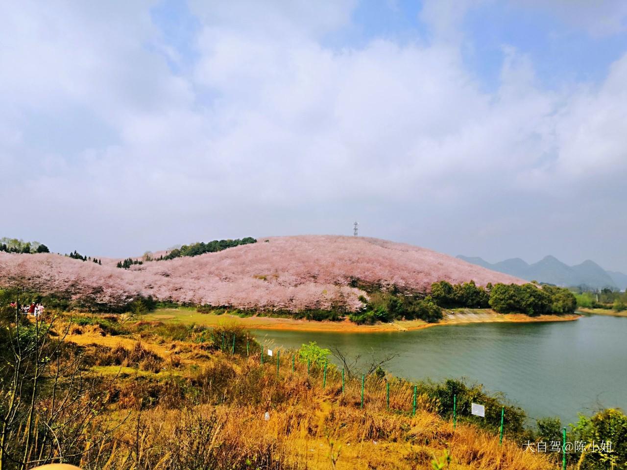 平坝农场樱花园   