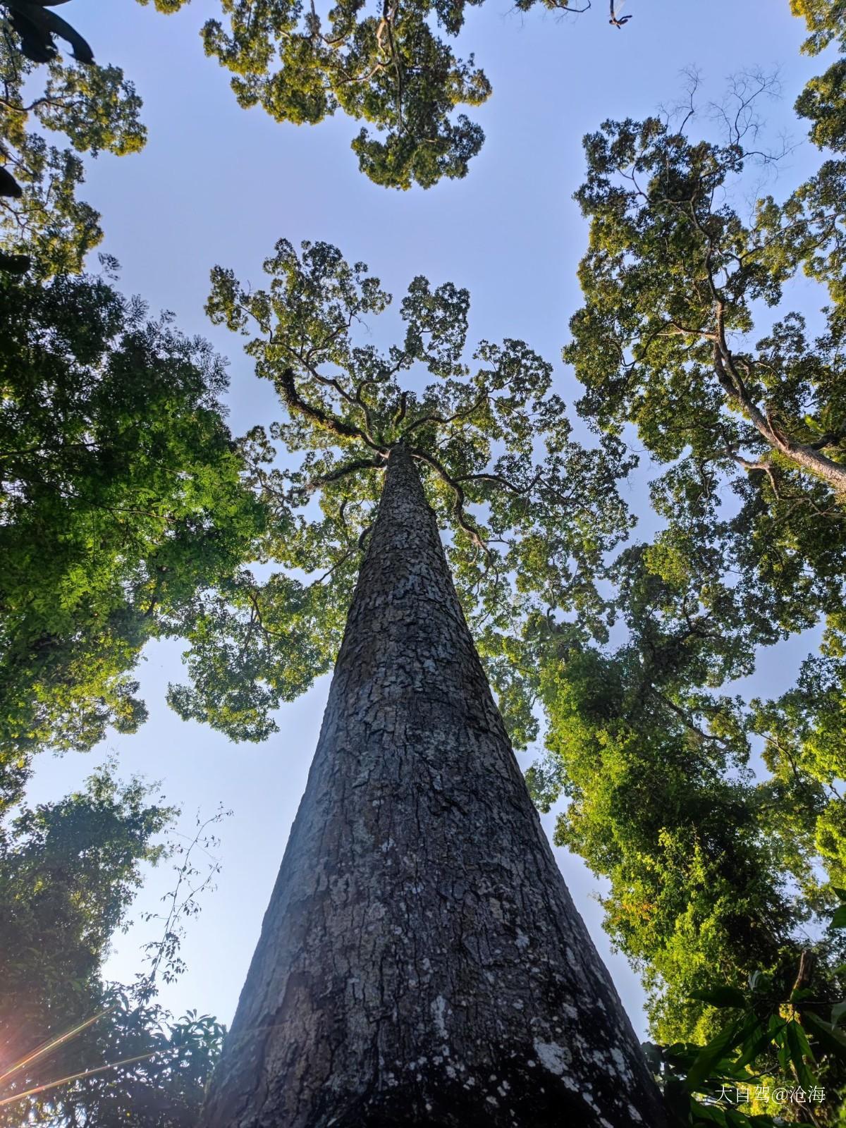 望天树景区