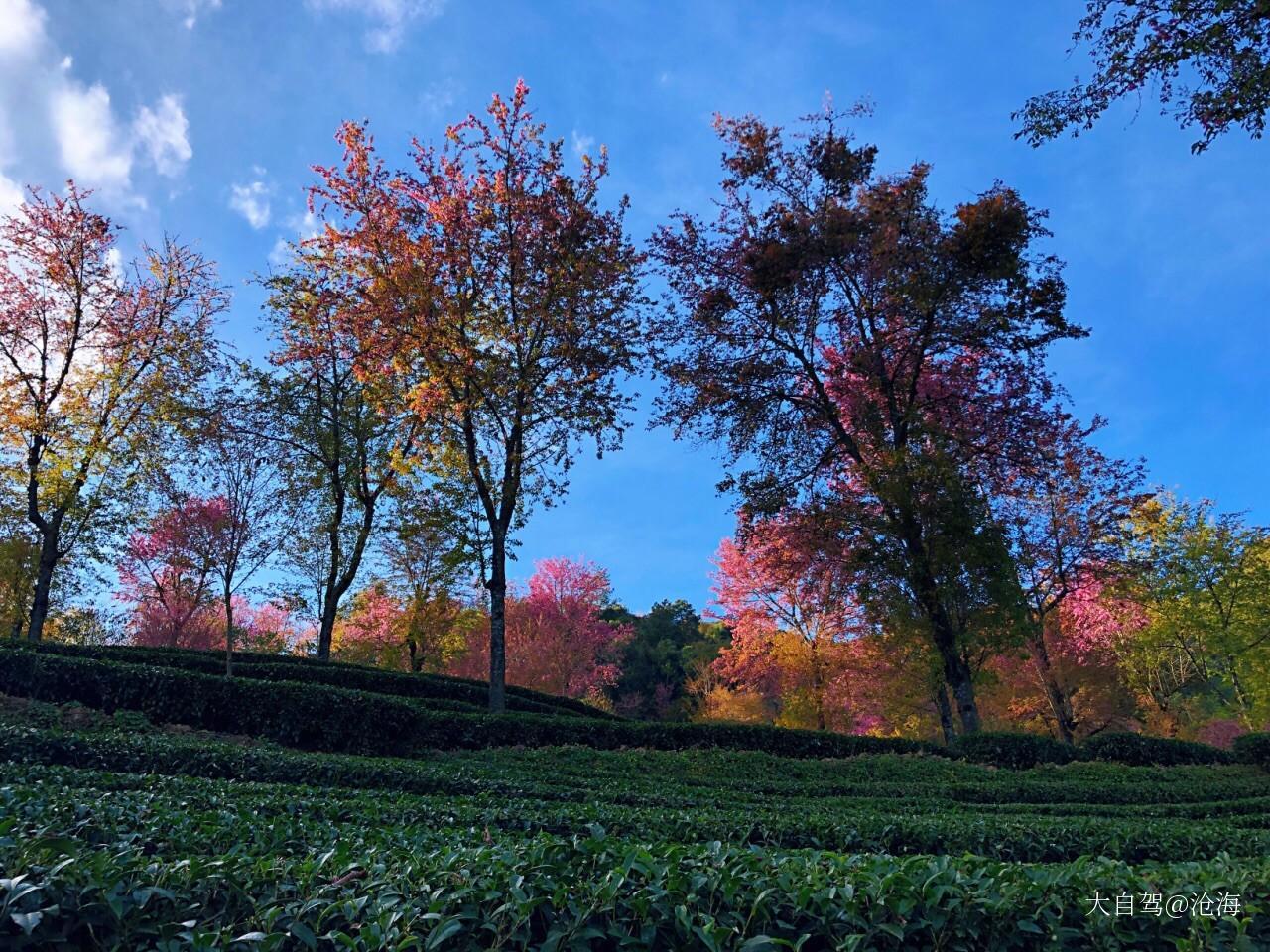 无量山樱花谷