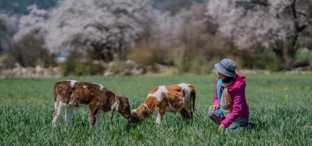 全国出发林芝桃花8日自驾游：索松村丨秘境墨脱丨嘎隆拉冰川丨波密桃花沟丨拉萨8日落地自驾游