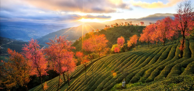 重庆出发无量山6日自驾游：【冬日樱花】无量山樱花谷•大理•南涧土林•西昌•火盆烧烤6日自驾