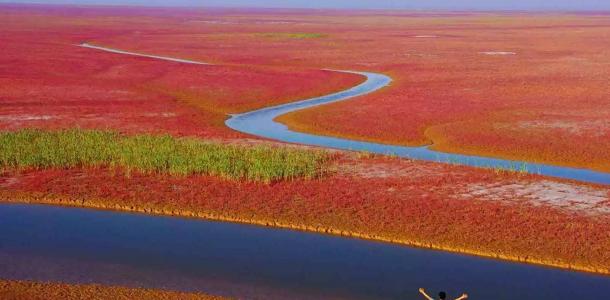 济南周边自驾游：黄河入海口-东营红地毯-冬枣采摘2日周末体验活动