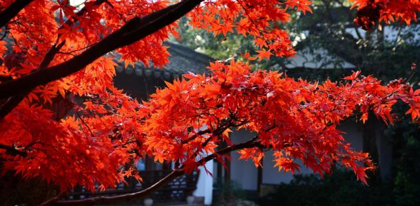 雅安周边2日休闲自驾游：喇叭河-看红叶-赏日出云海-游原始森林2日自驾游