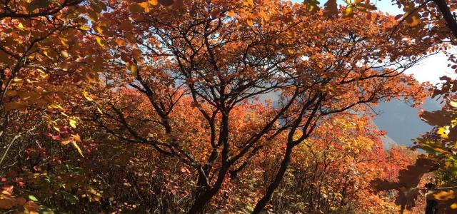 北京出发自驾坡峰岭：赏红幽岚山、品清真牛头、红井秋色醉美斜阳自驾1日游