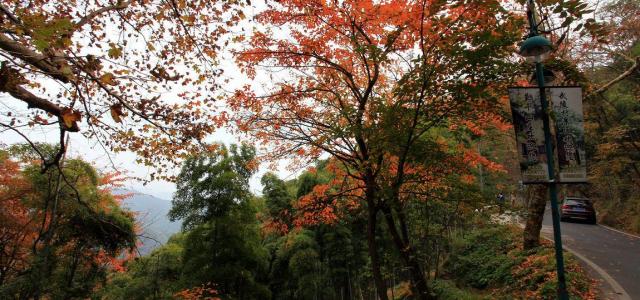 郑州出发安徽浙江7日自驾游：徽州秋韵-千岛湖-莫干山低奢养生休闲7日精品自驾