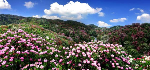 湖南出发贵阳3日自驾游:赏百里杜鹃-平坝樱花3日湖南周边赏花自驾游