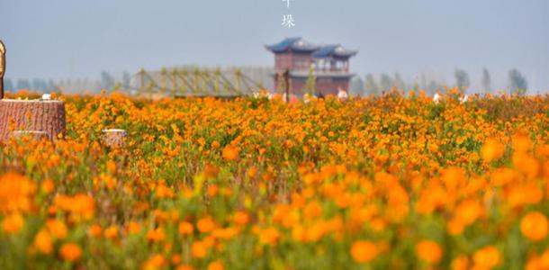 江苏泰州1日自驾游：兴化千垛赏菊-李中水上森林公园1日品蟹美食自驾游