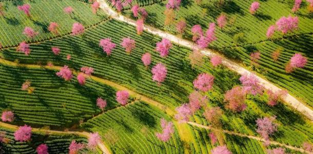 山东出发落地云南8日游：昆明-大理古城-和顺古城-洱海-火山公园-银杏村-樱花谷美景赏析自驾游