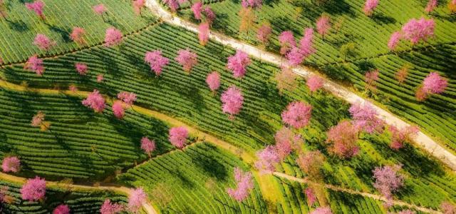 山东出发落地云南8日游：昆明-大理古城-和顺古城-洱海-火山公园-银杏村-樱花谷美景赏析自驾游