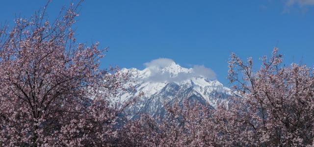 全国出发林芝桃花17日自驾：川藏南线318-波密噶拉桃花沟-雅鲁藏布大峡谷-羊湖-纳木错17日自驾游