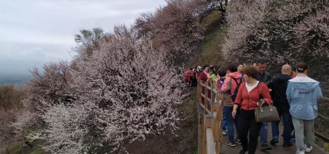 乌鲁木齐集合西疆伊犁杏花节7日自驾游：赛里木湖-吐尔根杏花沟-那拉提7日新疆自驾游