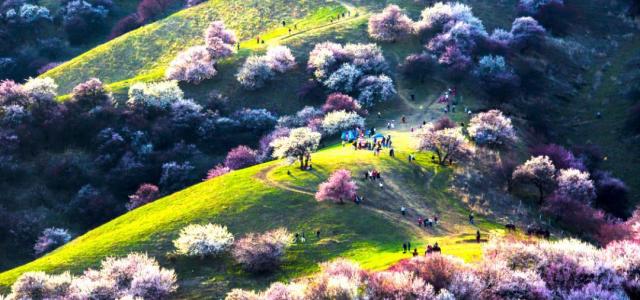 山东出发自驾新疆20日游：新疆帕米尔高原-盘龙古道-天山秘境-伊犁杏花沟杏花有约20日游