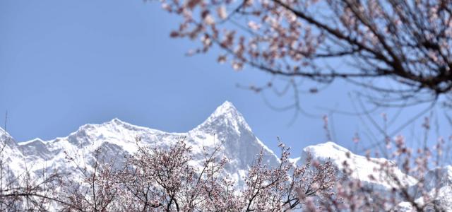 西藏林芝桃花节15日自驾游：【雪域桃花】丹巴藏寨-川藏线318-林芝桃花-拉萨-青藏线15日自驾