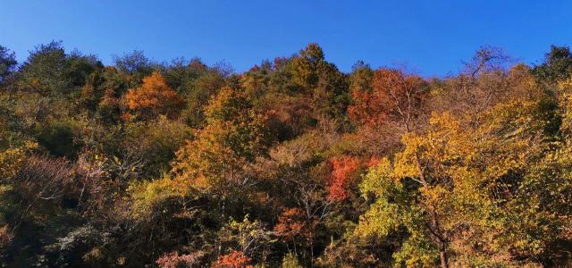 合肥周边自驾2日游：赏大别山红叶-天妙公路-天峡-享天悦湾温泉鹞落坪岳西二日游