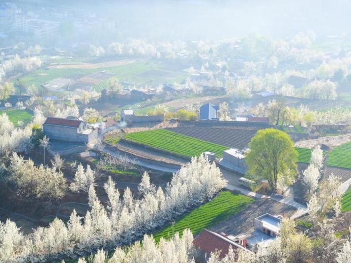 金川金川梨花节图片