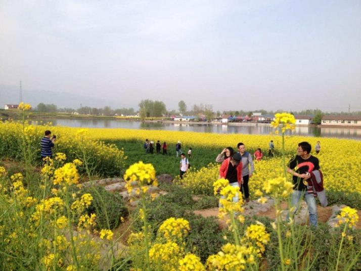 洋县汉中油菜花海图片