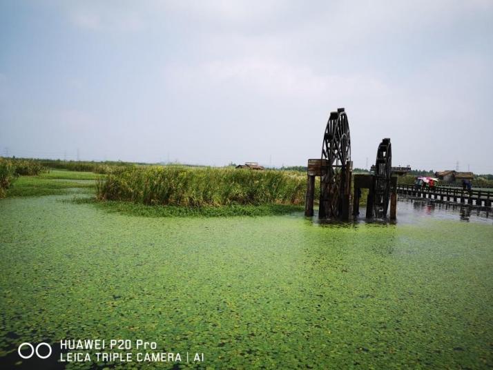 杭州杭州湾湿地公园图片