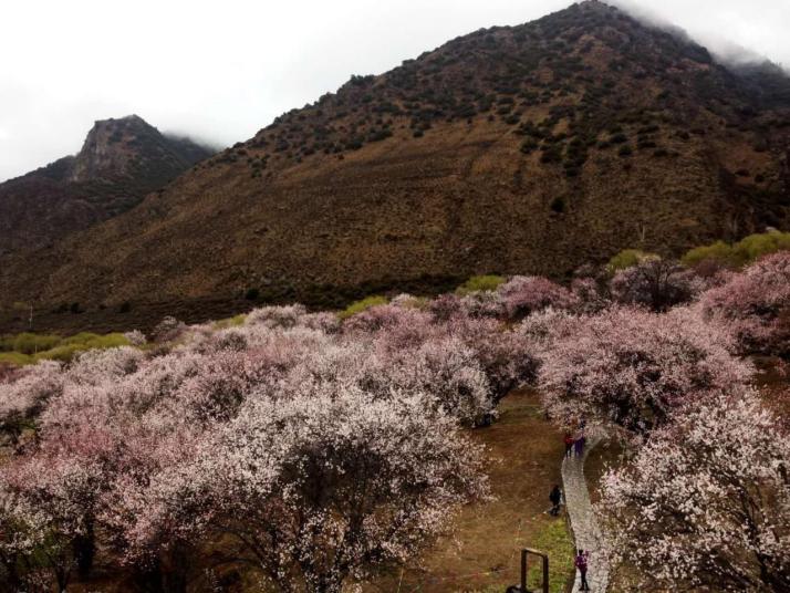 波密林芝桃花沟