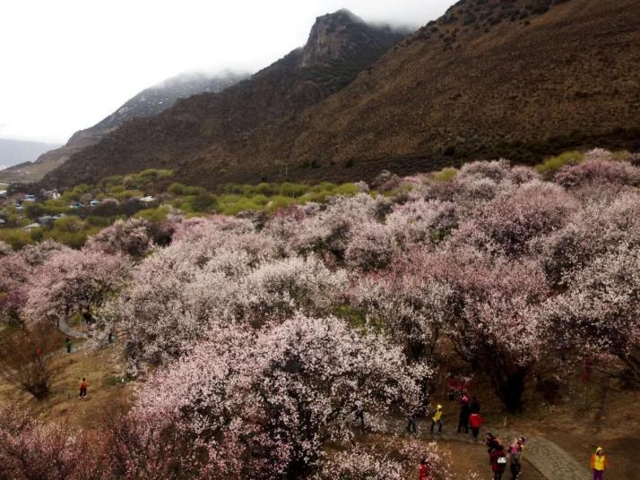 波密林芝桃花沟好玩吗