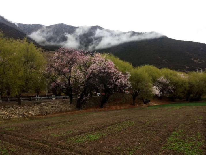 波密林芝桃花沟图片