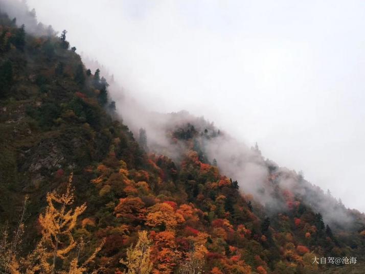 黑水羊茸•哈德