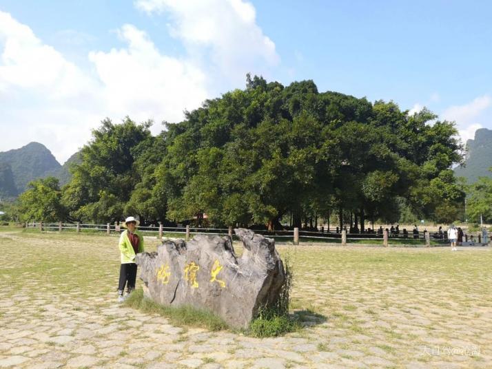 阳朔大榕树景区