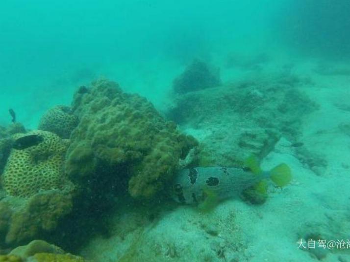 泰国芭堤雅海滩潜水