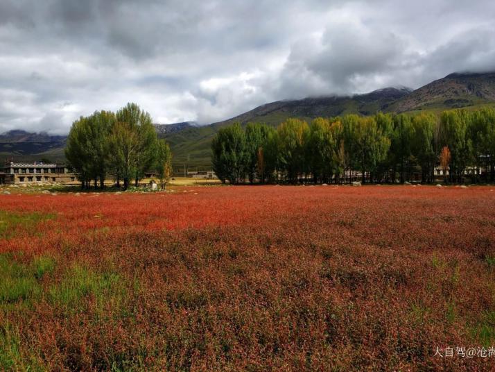 稻城红草地图片