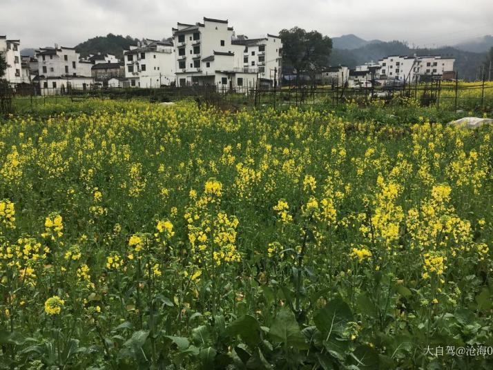 婺源李坑油菜花海