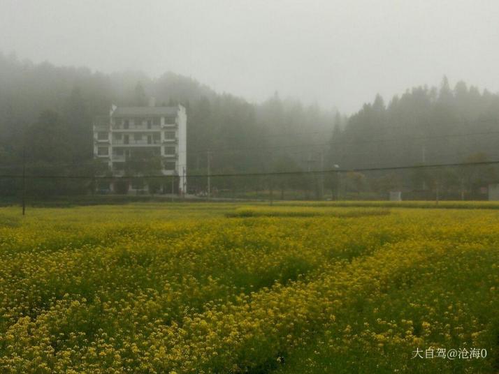 婺源李坑油菜花海图片