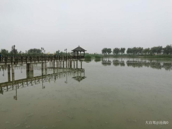 高邮高邮湖芦苇荡湿地公园