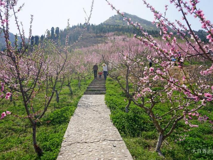 丹凤竹林关桃花谷图片