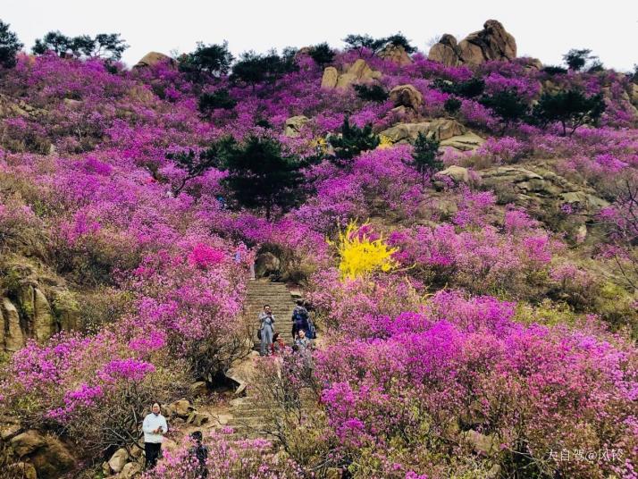 青岛大珠山风景区图片