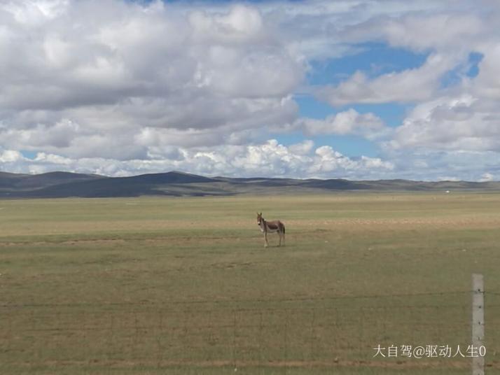 玛多黄河源好玩吗