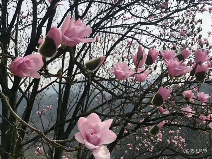 北川九皇山花溪景图片