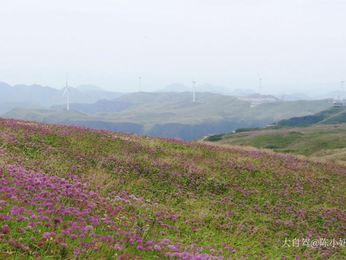 毕节小韭菜坪图片