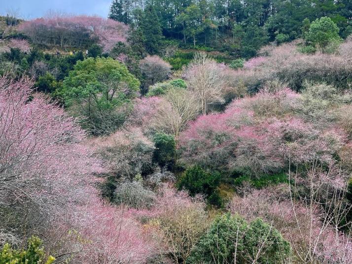 歙县卖花渔村图片