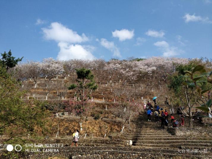 韶关新丰樱花峪