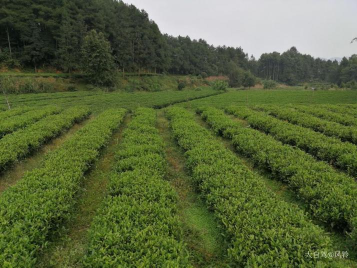 永安中国西部茶海之心