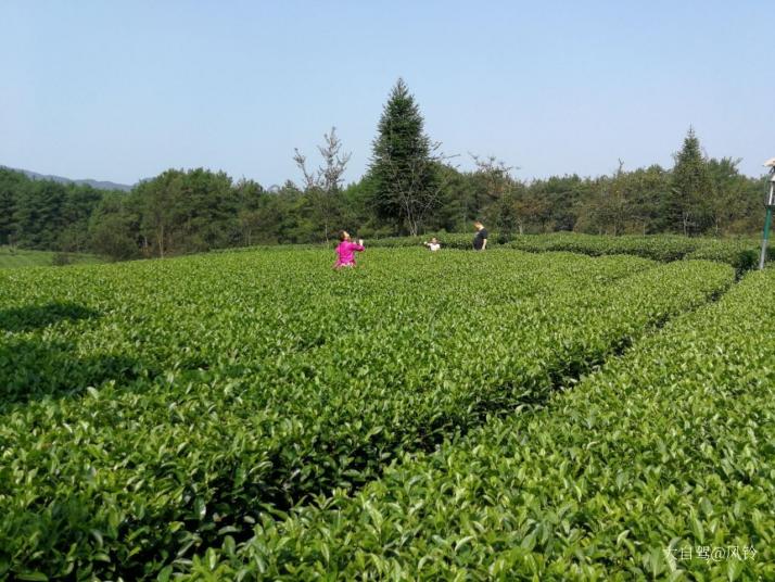 永安中国西部茶海之心好玩吗