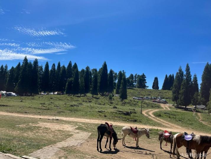 重庆重庆千野草场景区