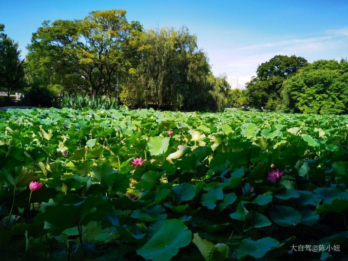 昆明翠湖公园图片