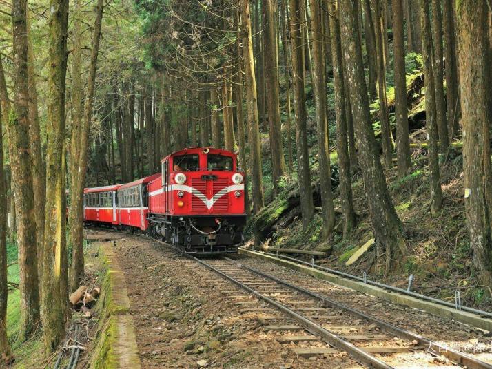 台湾阿里山森林公园好玩吗