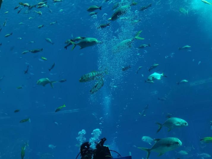 三亚三亚亚特兰蒂斯失落的空间水族馆图片