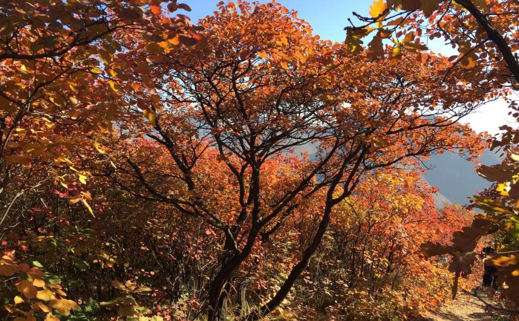 北京出发自驾坡峰岭：赏红幽岚山、品清真牛头、红井秋色醉美斜阳自驾1日游