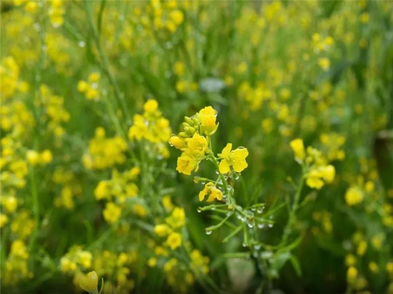 武汉出发湖北周边自驾游：江西婺源-江岭油菜花-思溪延村3日赏花游